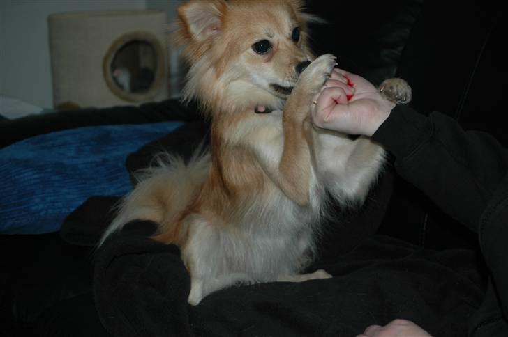 Blanding af racer Mille SOLGT - du har altså noget jeg gerne vil have :) billede 5