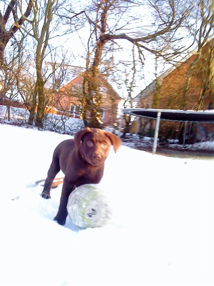 Labrador retriever Ronja<3 billede 15