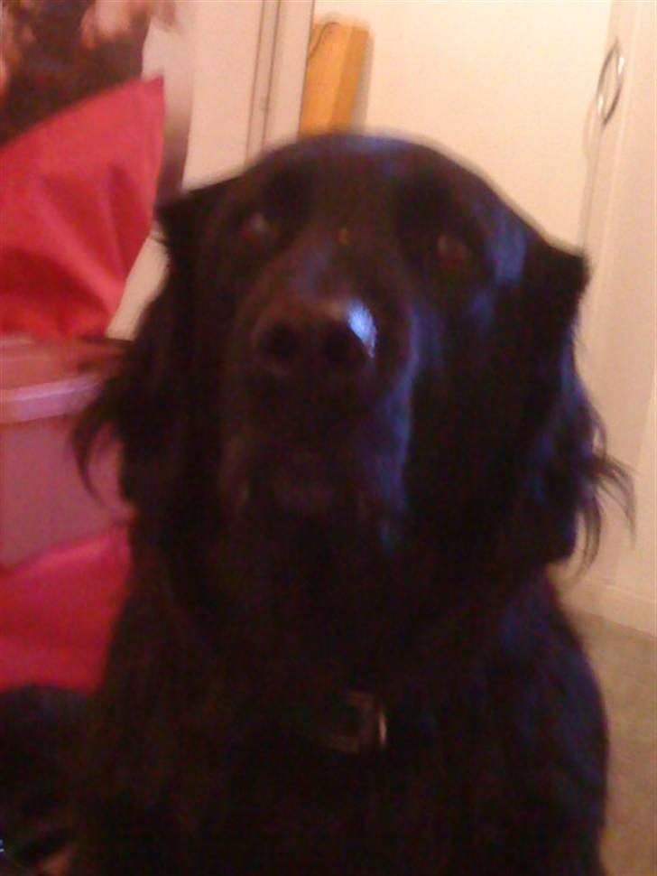 Flat coated retriever Ricko<3 billede 16