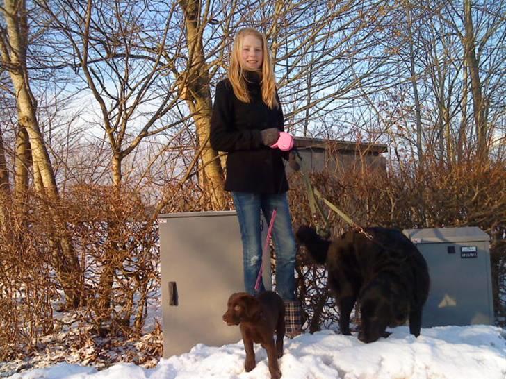 Flat coated retriever Ricko<3 billede 17