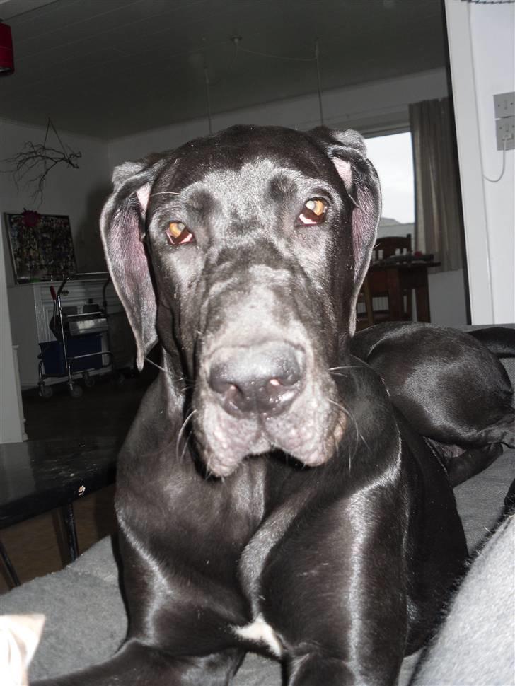 Grand danois Liva - Har stukket sit lille hoved li op i kameraet... billede 20