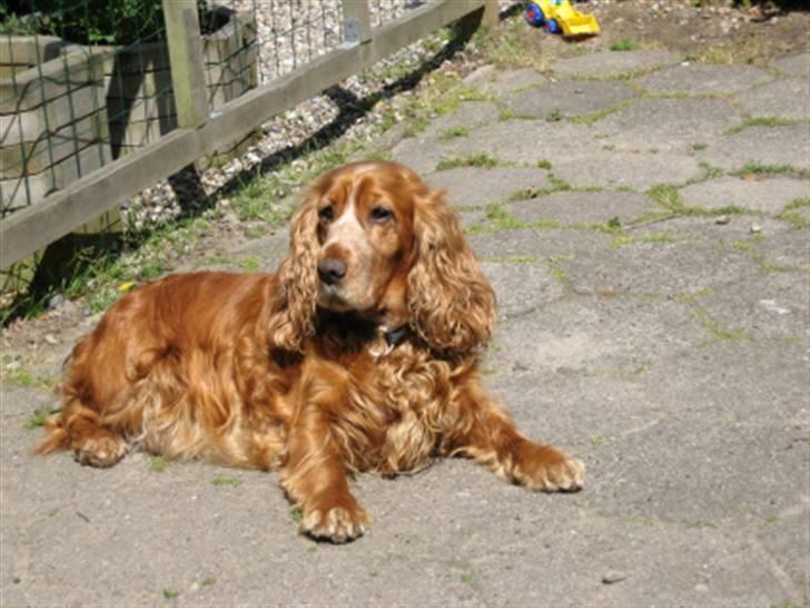 Cocker spaniel Luna R.I.P - Velkommen til Lunas profil <3 billede 1