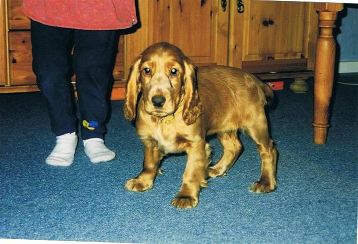 Cocker spaniel Luna R.I.P - Lunze som hvalp <3 et åar måneder vil jeg gætte på (: billede 6