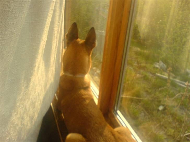 Malinois Limba (elsket og savnet) billede 2