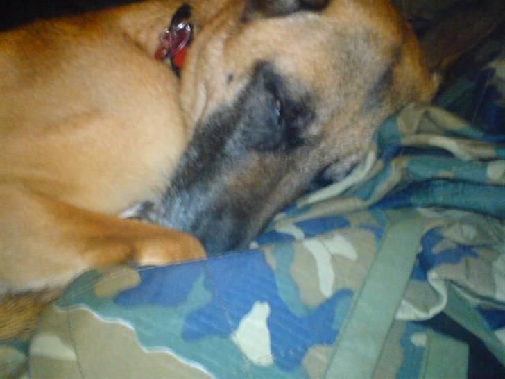 Malinois Limba (elsket og savnet) billede 3