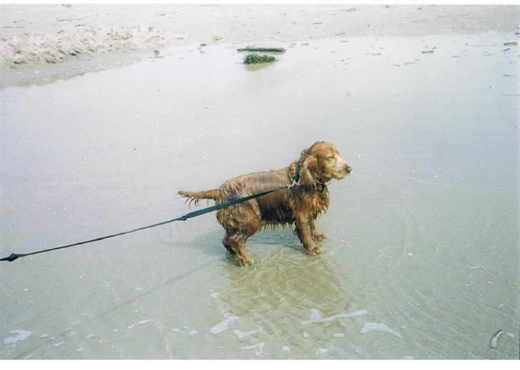 Cocker spaniel Luna R.I.P - 08 strand <3 Lunze <3 Savner dig miin :* billede 8