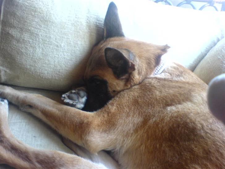 Malinois Limba (elsket og savnet) billede 4