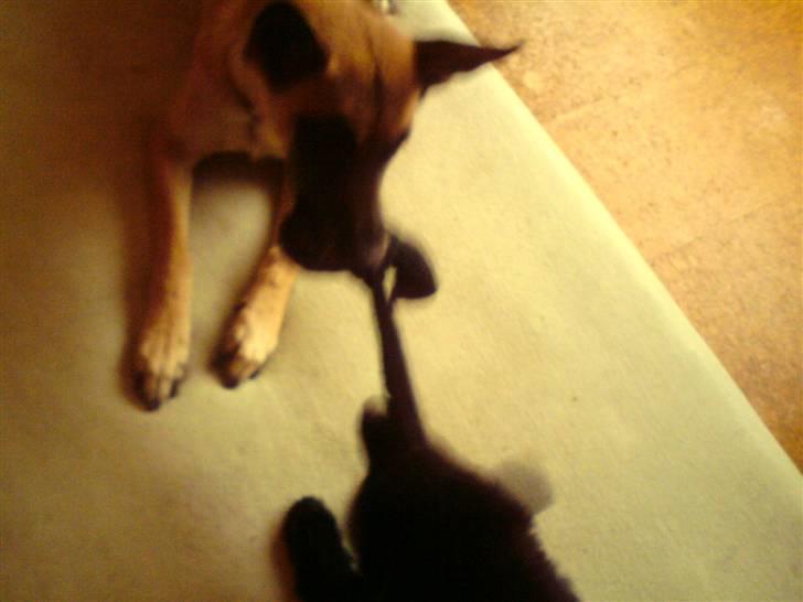 Malinois Limba (elsket og savnet) billede 5