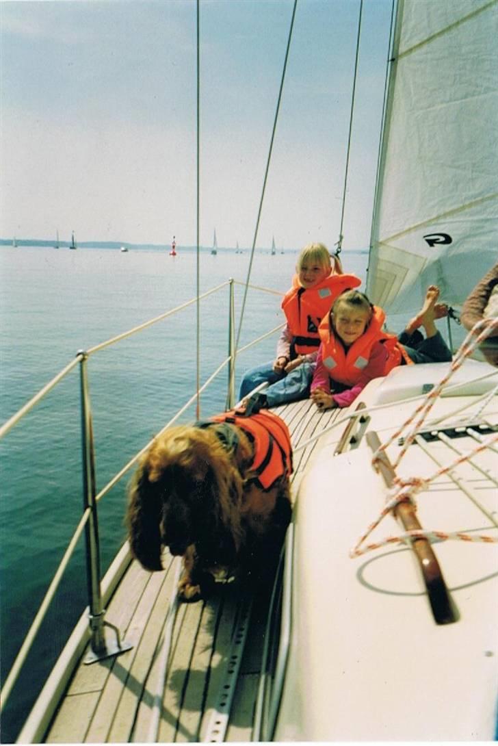 Cocker spaniel Luna R.I.P - Lunze som er med ude at sejle <3 elsket og savnet :´) billede 9