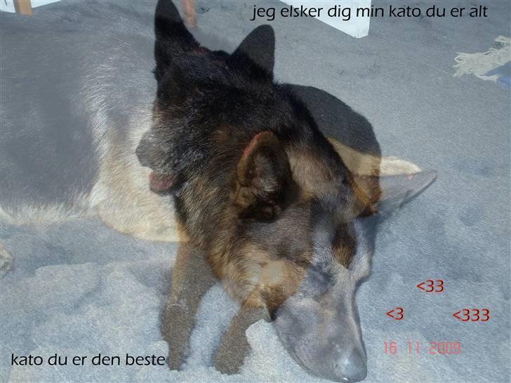Schæferhund Kato billede 16