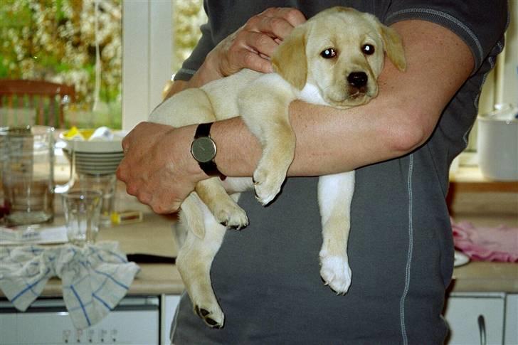 Labrador retriever Frida - Trygt at ligge i fars arm... billede 8
