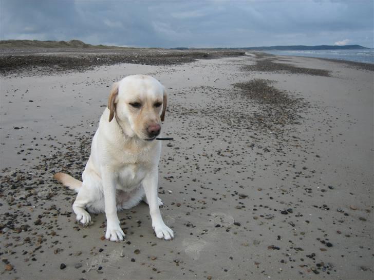 Labrador retriever Frida - Morgentur ved vandet....skønt billede 9