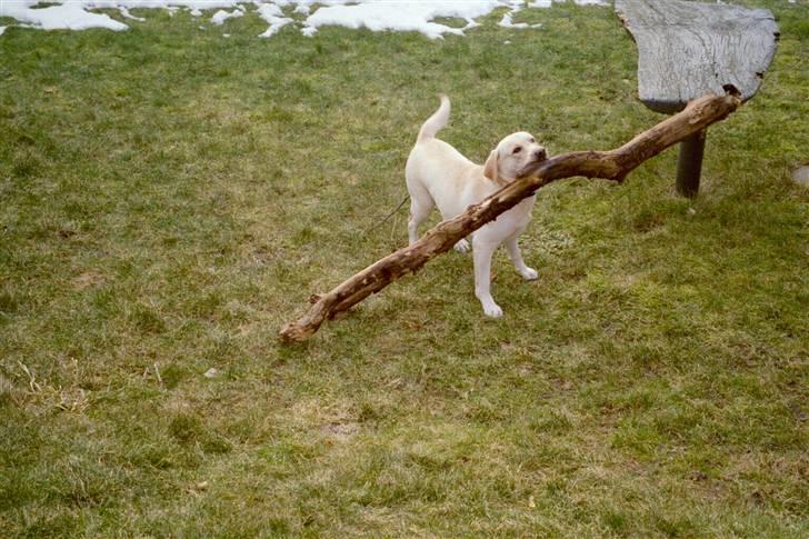 Labrador retriever Frida - Pinde kan aldrig blive for store til at bære på, men den her var lige i overkanten... billede 10