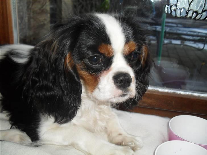 Cavalier king charles spaniel Zhiba - Man ligger rigtigt dejligt ope i vindueskarmen :) <3 billede 12