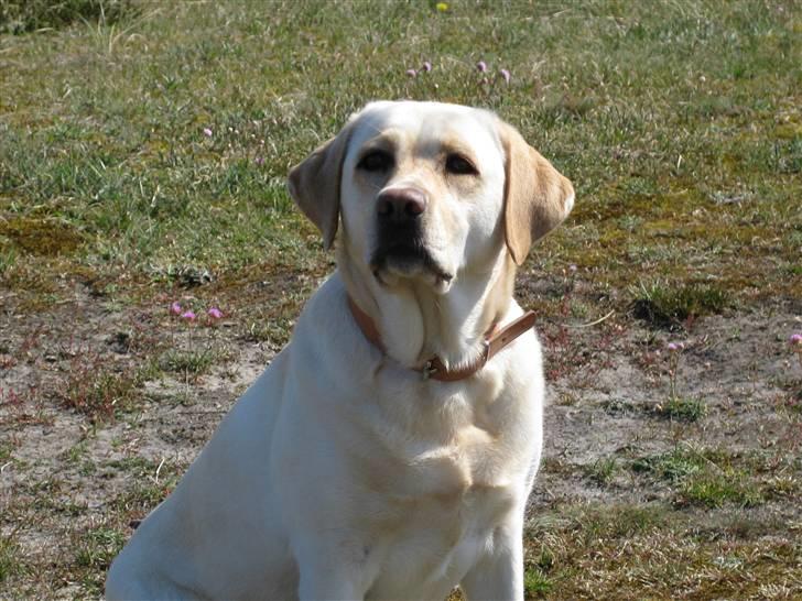 Labrador retriever Frida billede 11