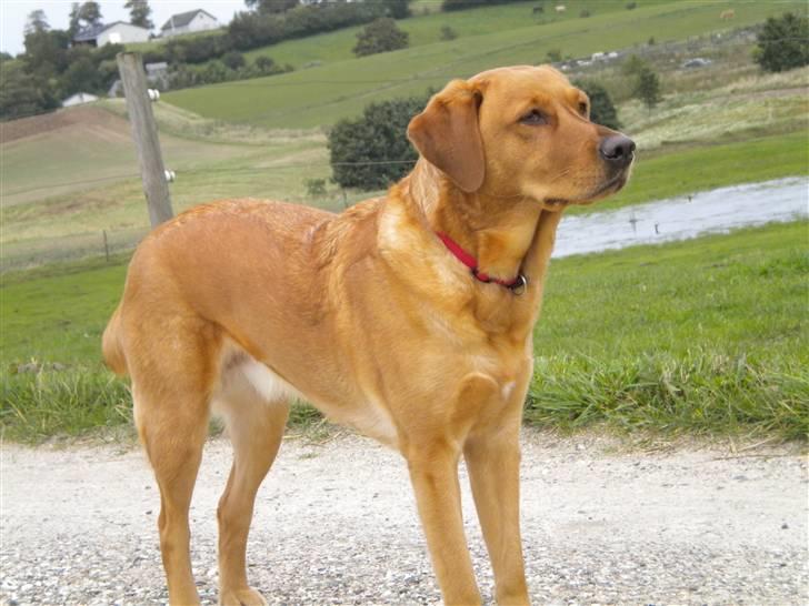 Labrador retriever Lady - så flot!  billede 1