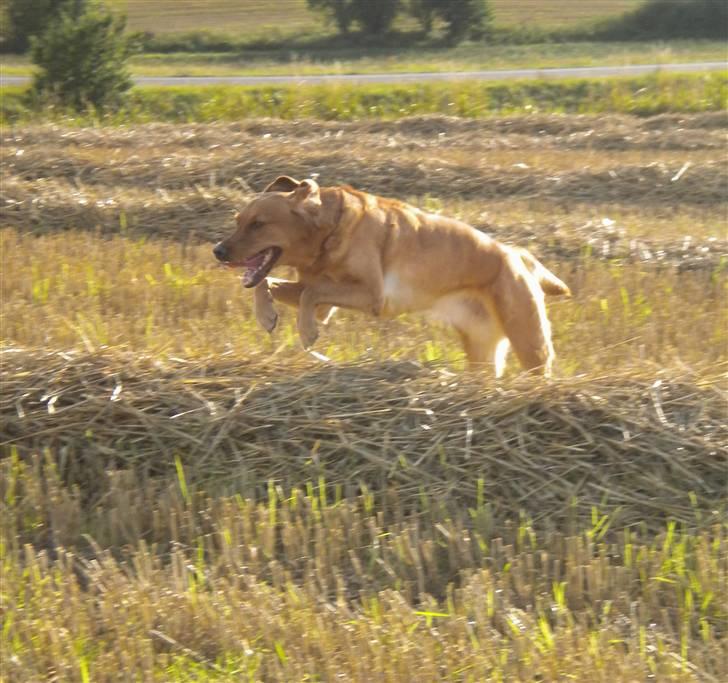 Labrador retriever Lady - fræser rundt på marken(: billede 2