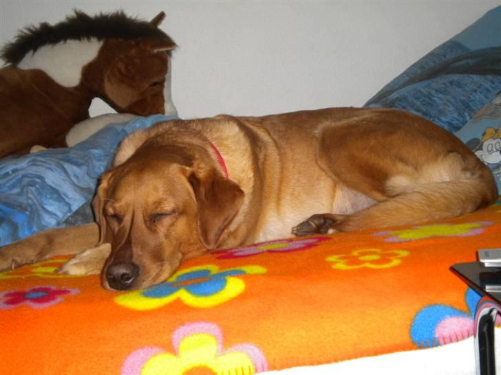 Labrador retriever Lady - forkælet er man slet ikke (: billede 3