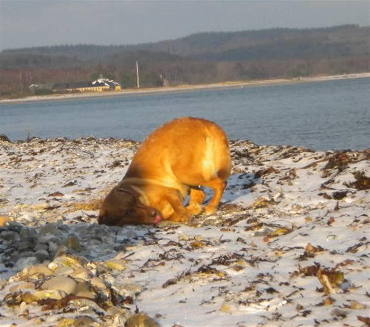 Labrador retriever Lady - lig mærke til hun rækker tunge :P<3 billede 4