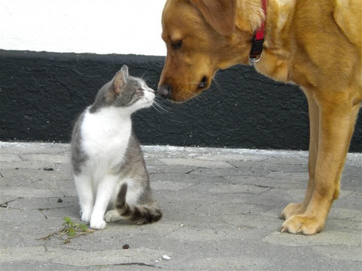 Labrador retriever Lady - Lady & en mis :) billede 5