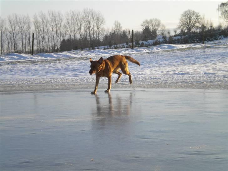 Labrador retriever Lady - wihiii :) billede 6