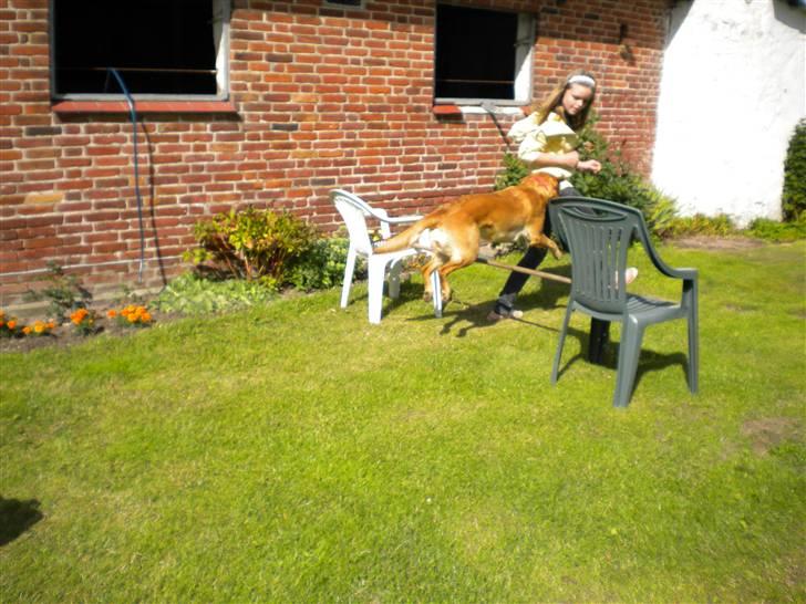 Labrador retriever Lady - en af de første gange jeg sprang med hende. hun kan springe højere nu(: billede 7