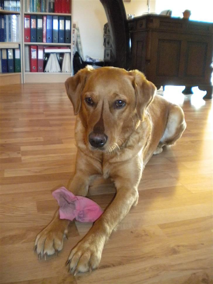 Labrador retriever Lady - hun er bare ikke til at stå for ! :-) billede 8