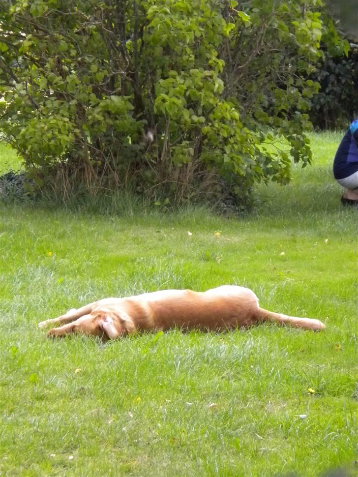 Labrador retriever Lady - man bliver bare så træt af at løbe rundt og lege :) billede 9