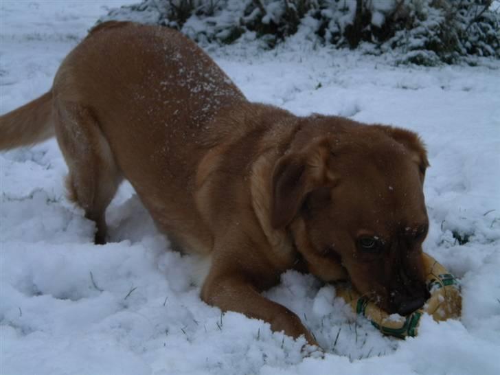 Labrador retriever Lady - mit evige legebarn <3 billede 10