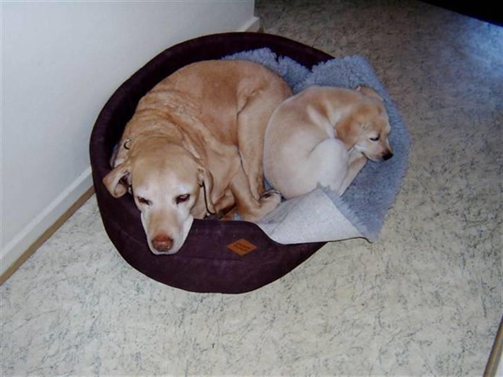 Labrador retriever Frida - Fie og Frida var de bedste venner....... billede 13