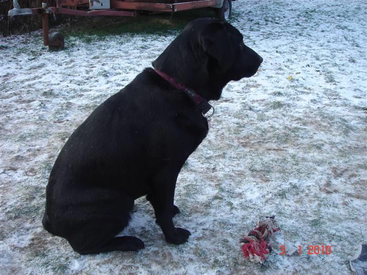 Labrador retriever blackie billede 17