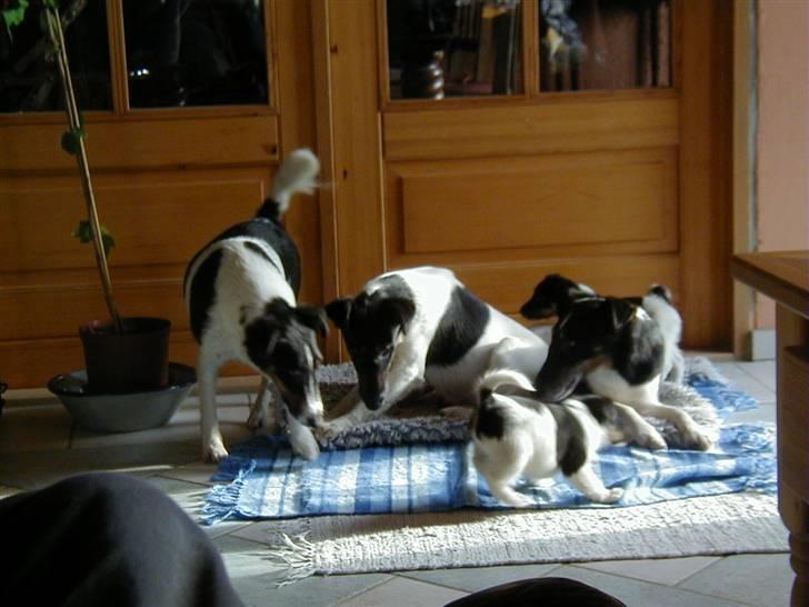 Glathåret foxterrier 2002 Je-ma Spot Kalle-and - Jema Spot hunde hygger billede 9