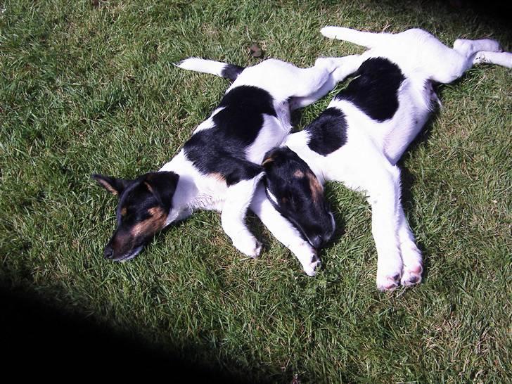 Glathåret foxterrier 2002 Je-ma Spot Kalle-and billede 10