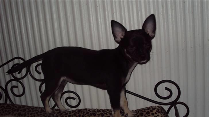 Chihuahua Annabell - dejlig med varme billede 16