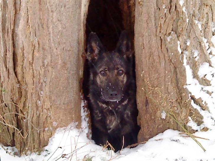 Schæferhund Sund Hund Ella billede 12