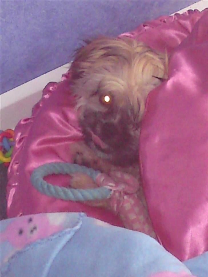 Shih tzu Kaisia billede 8