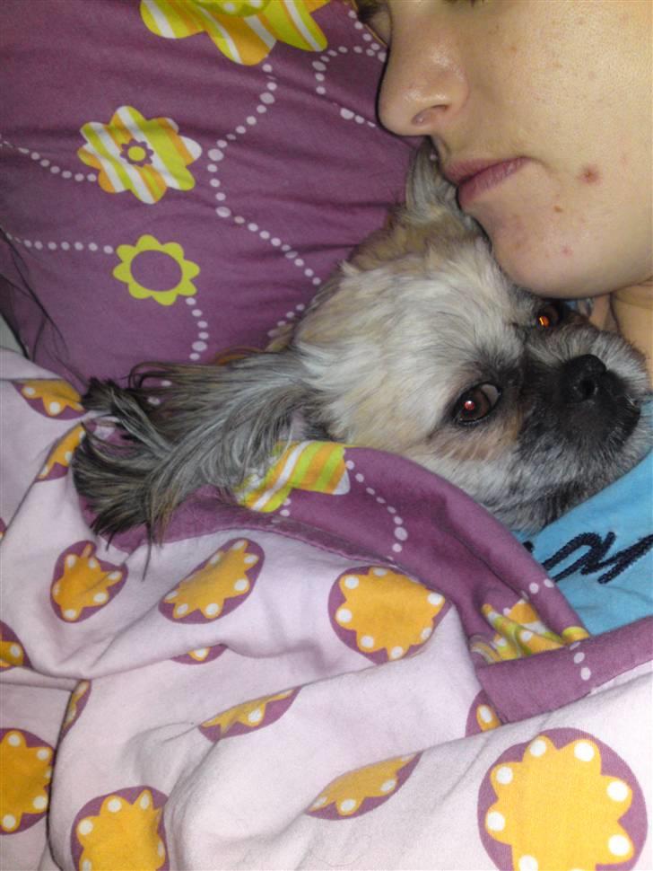 Shih tzu Kaisia - Ææææælsker bare at putte    :) billede 9