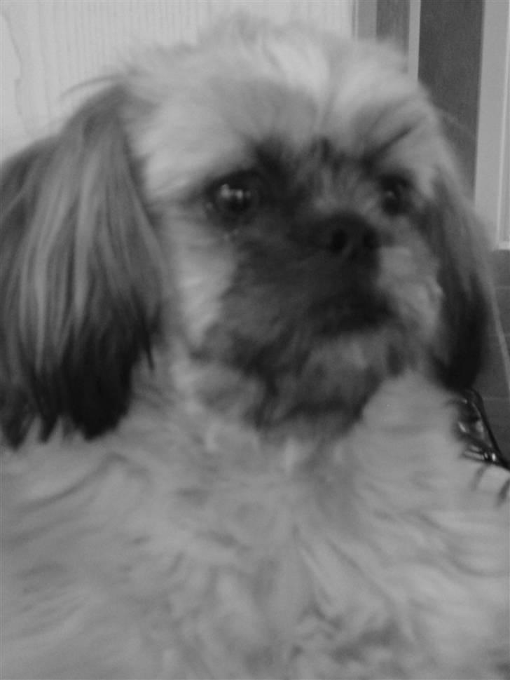 Shih tzu Kaisia billede 10