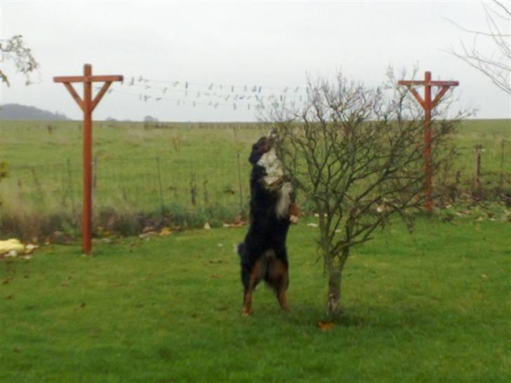 Berner sennenhund Antonio - Antonio på rov efter fuglenes foder billede 17