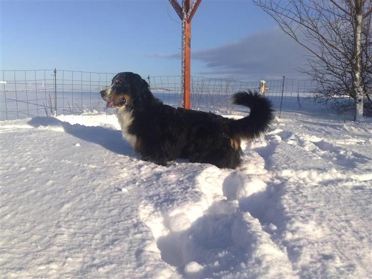 Berner sennenhund Antonio - Antonio ude hvor han knap kan bunde billede 18