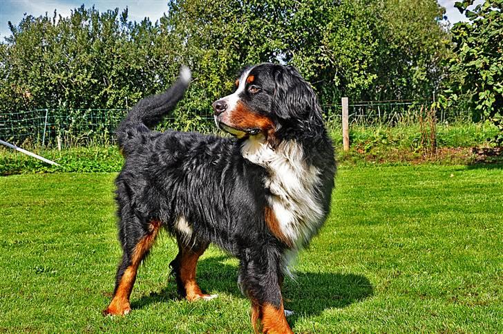Berner sennenhund Antonio - vi beklager kvaliteten  billede 19
