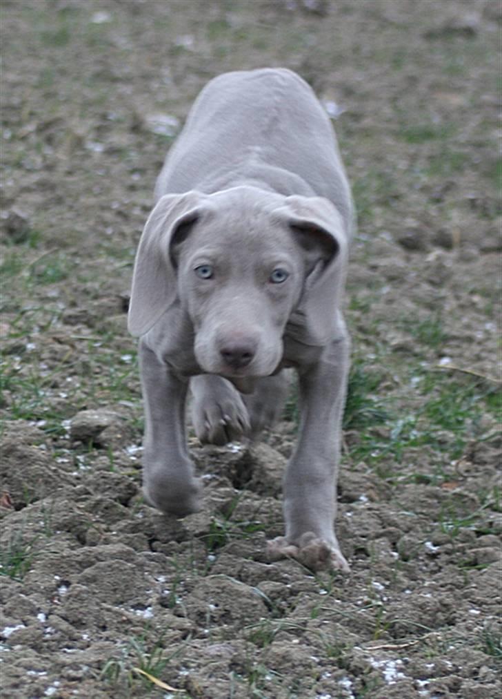 Weimaraner Hot Shoot´s Krimi HD A/B - Puhh det er koldt  billede 9