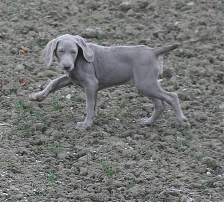 Weimaraner Hot Shoot´s Krimi HD A/B - Strækmarch billede 10