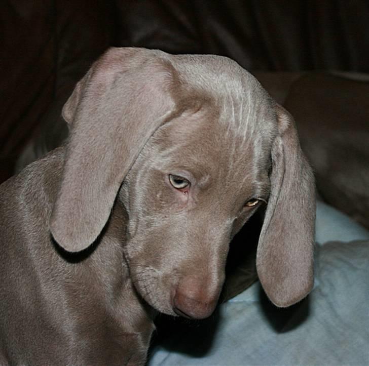 Weimaraner Hot Shoot´s Krimi HD A/B - Hmmm? billede 11