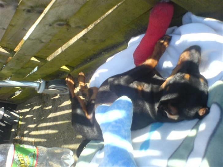 Dvaergpinscher  Rødkildes Tjalfe - sådan sover han er han ikk bare nuttet. selv om han er kommet til skade billede 22