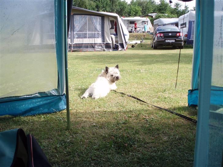 Cairn terrier Max - Her ligger jeg lige og holder vagt udenfor teltet - det kunne jo være der kom nogle forbi der gerne ville snakke billede 15
