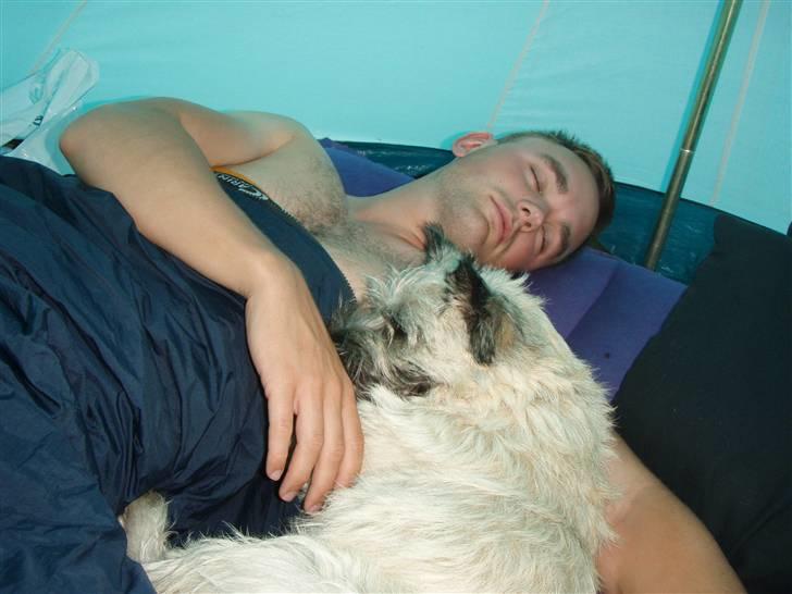 Cairn terrier Max - Dejligt at ligge og putte billede 16