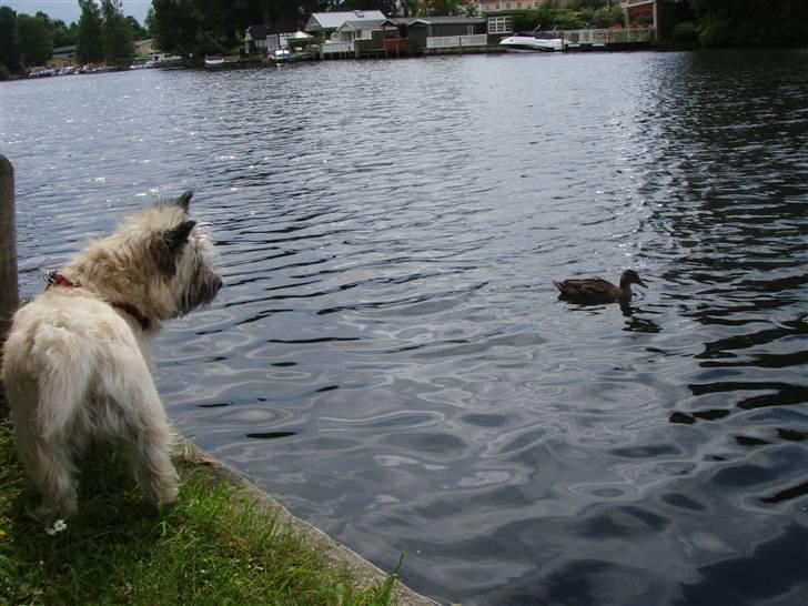 Cairn terrier Max - Var MEGET interesseret i den and =) billede 17