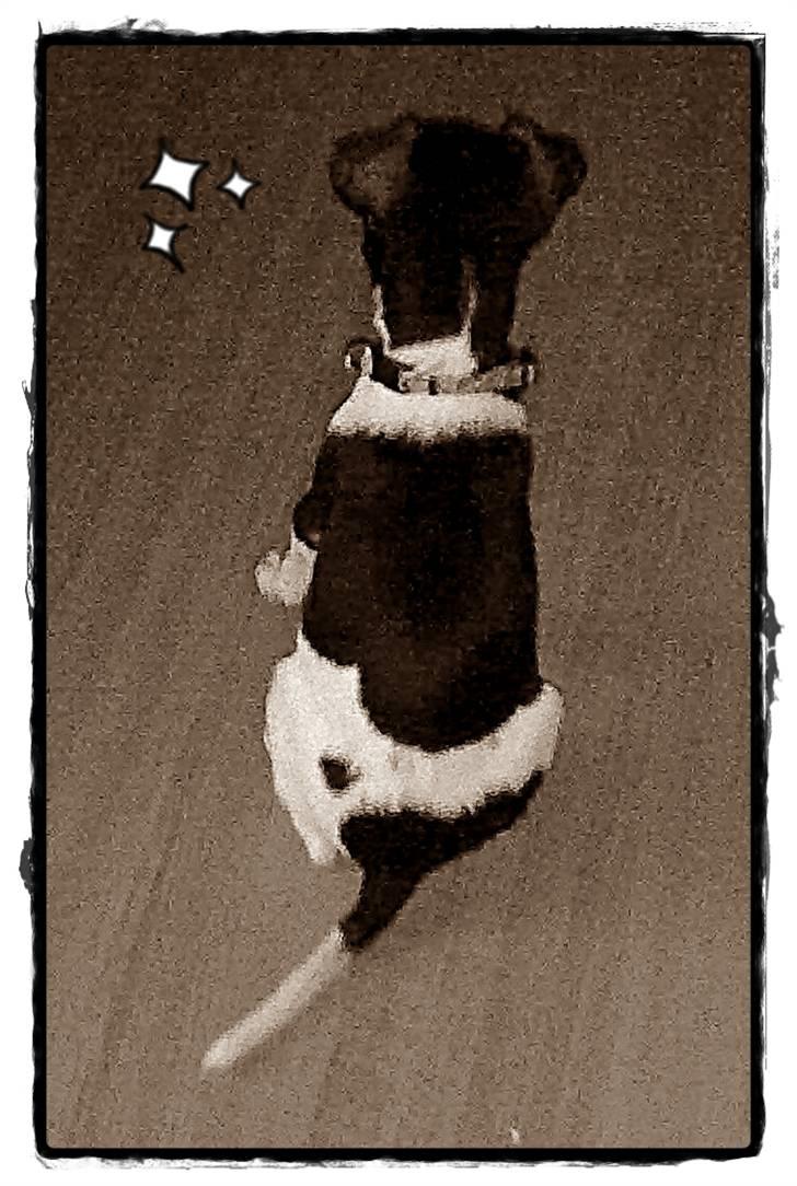 Dansk svensk gaardhund Karla billede 7