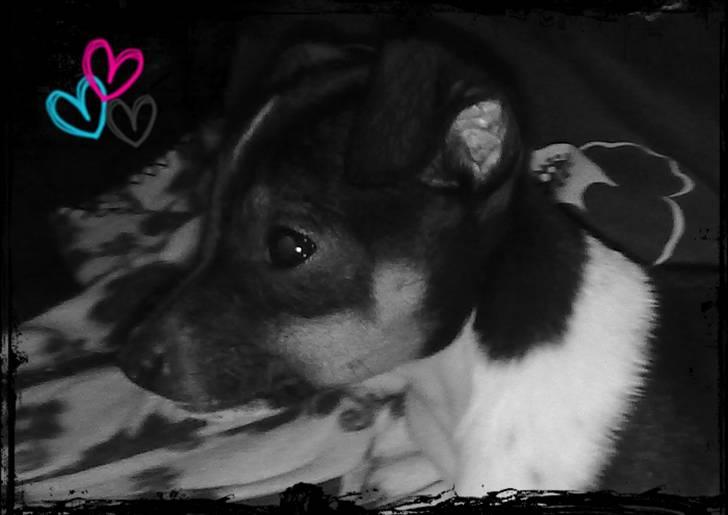 Dansk svensk gaardhund Karla billede 8